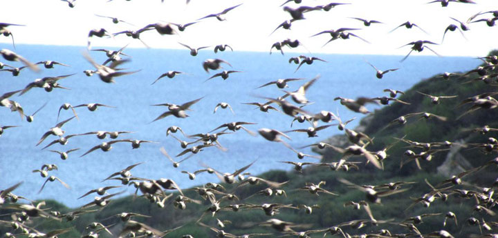 fishingtripmenorca.co.uk boat tours to Albufera des Grau Minorca